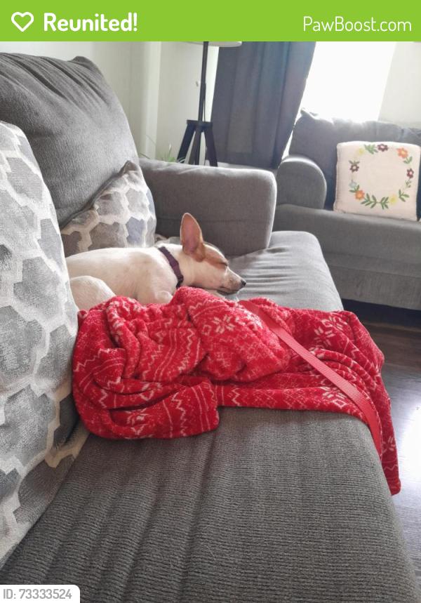 Reunited Female Dog last seen Home drive near by Barger King, North Fayette Township, PA 15275
