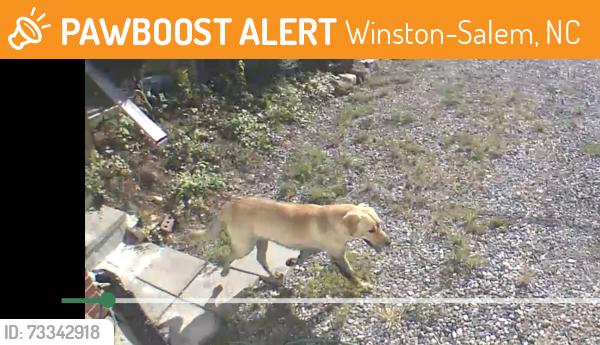 Found/Stray Unknown Dog last seen S. Main between McKinley and Link, Winston-Salem, NC 27107