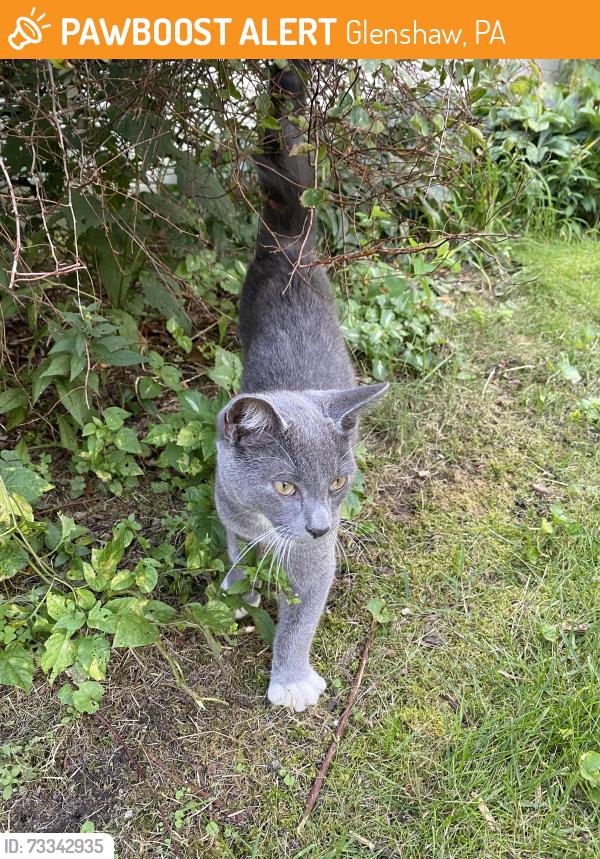 Found/Stray Male Cat last seen Mount Royal Blvd, Glenshaw, PA 15116