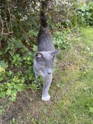 Found/Stray Male Cat last seen Mount Royal Blvd, Glenshaw, PA 15116