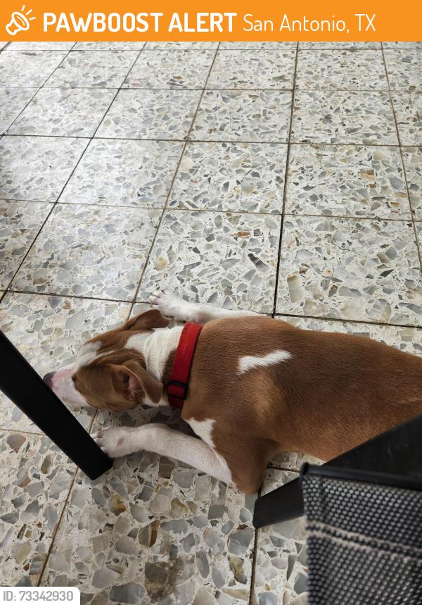 Found/Stray Male Dog last seen St Mary's, San Antonio, TX 78210