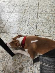 Found/Stray Male Dog last seen St Mary's, San Antonio, TX 78210