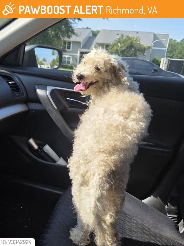 Found/Stray Unknown Dog last seen Hull St & Orcutt. Chippenham apmts, Richmond, VA 23224