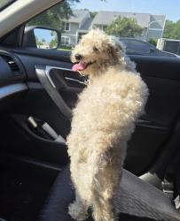 Found/Stray Unknown Dog last seen Hull St & Orcutt. Chippenham apmts, Richmond, VA 23224