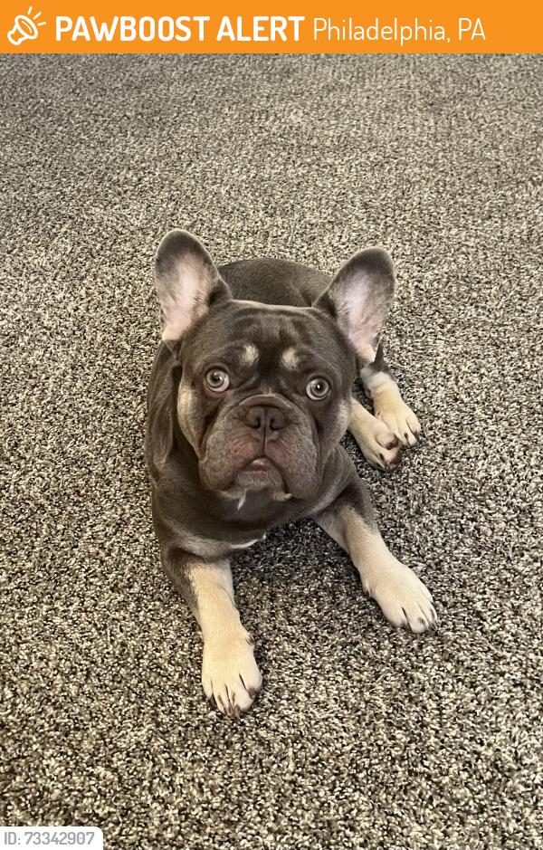 Found/Stray Male Dog last seen Grant Ave and Roosevelt Blvd, Philadelphia, PA 19102