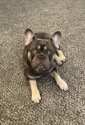 Found/Stray Male Dog last seen Grant Ave and Roosevelt Blvd, Philadelphia, PA 19102