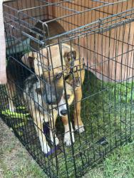 Found/Stray Male Dog last seen Bluffwood dr/dover dr, Fort Washington, MD 20744