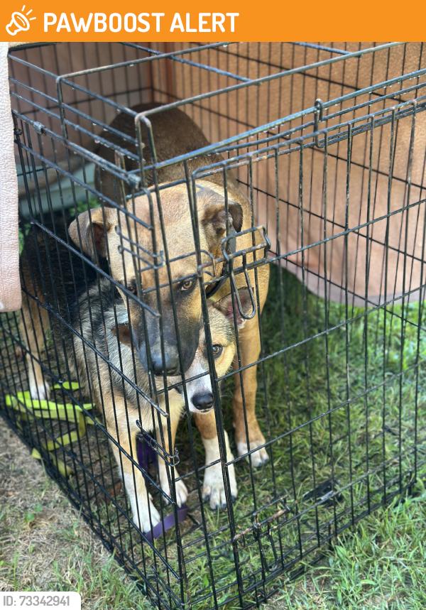 Found/Stray Male Dog last seen Bluffwood dr/dover dr, Fort Washington, MD 20744