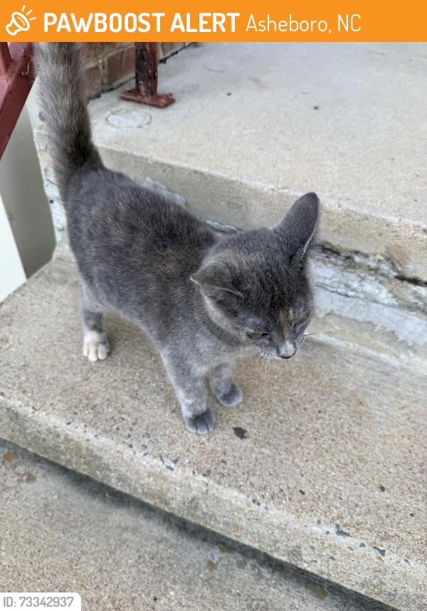Found/Stray Unknown Cat last seen E Presnell and Farr Street, Asheboro, NC 27203