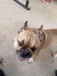 Reunited Male Dog last seen Trail Lake/Wolens Way, Fort Worth, TX 76133