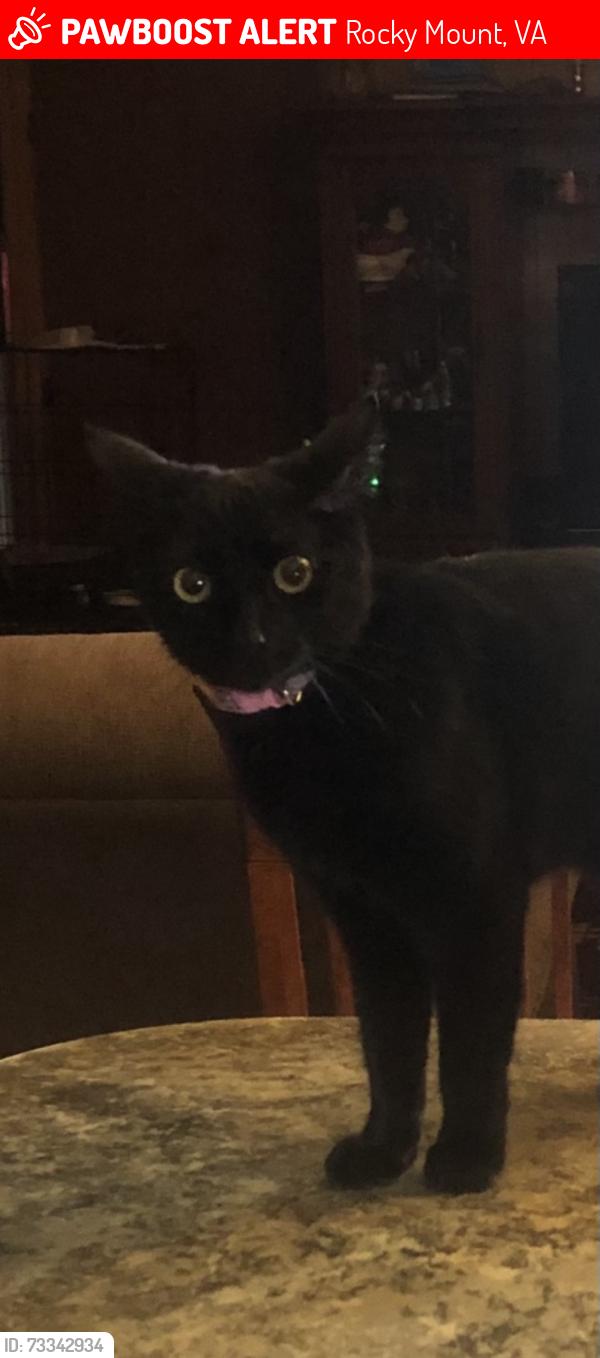 Lost Female Cat last seen Planned pethood Rocky mount, Rocky Mount, VA 24151