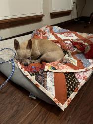 Found/Stray Male Dog last seen SW 89th & May, Oklahoma City, OK 73139