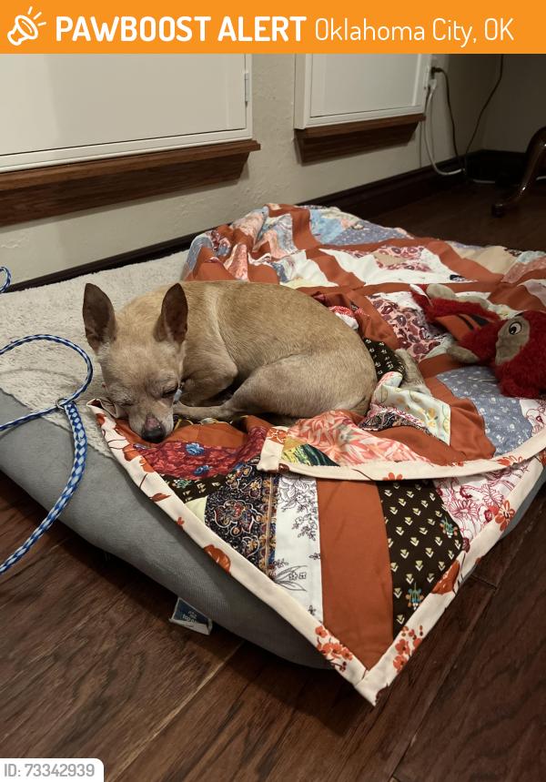 Found/Stray Male Dog last seen SW 89th & May, Oklahoma City, OK 73139