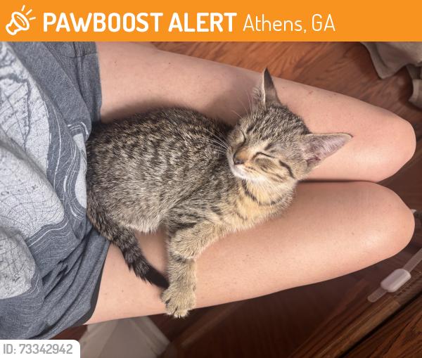 Found/Stray Unknown Cat last seen Burn boot camp, Athens, GA 30601