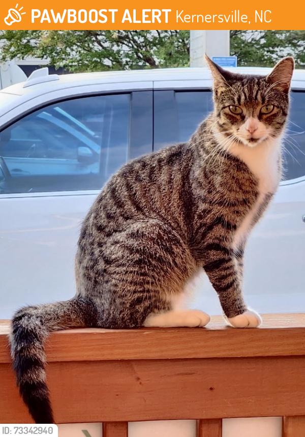 Found/Stray Unknown Cat last seen N. cherry and Main Street areas, Kernersville, NC 27284