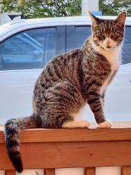 Found/Stray Unknown Cat last seen N. cherry and Main Street areas, Kernersville, NC 27284