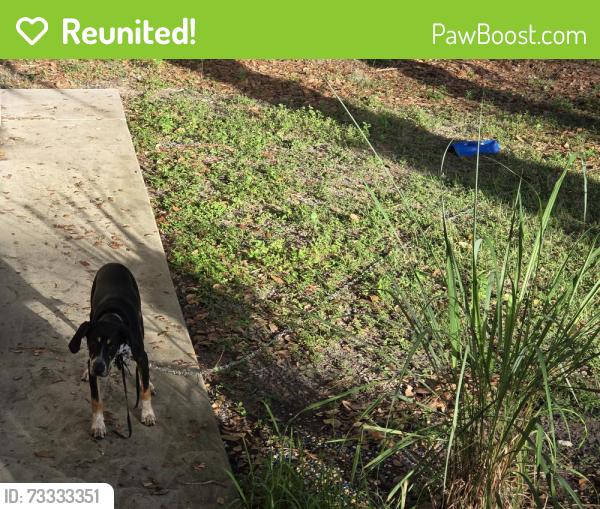 Reunited Male Dog last seen Island Grill, St. Petersburg, FL 33715