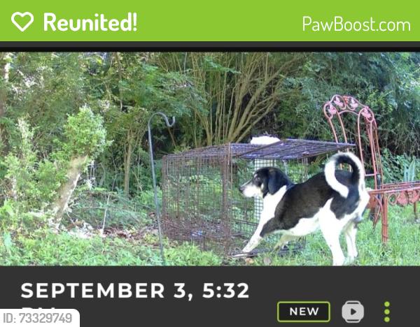 Reunited Male Dog last seen Bear Swamp Road and Greenland Road, Johns Island, SC 29455