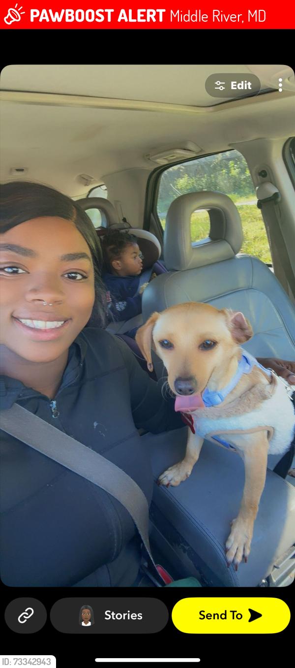 Lost Male Dog last seen Firethorn & Kingston, Middle River, MD 21220