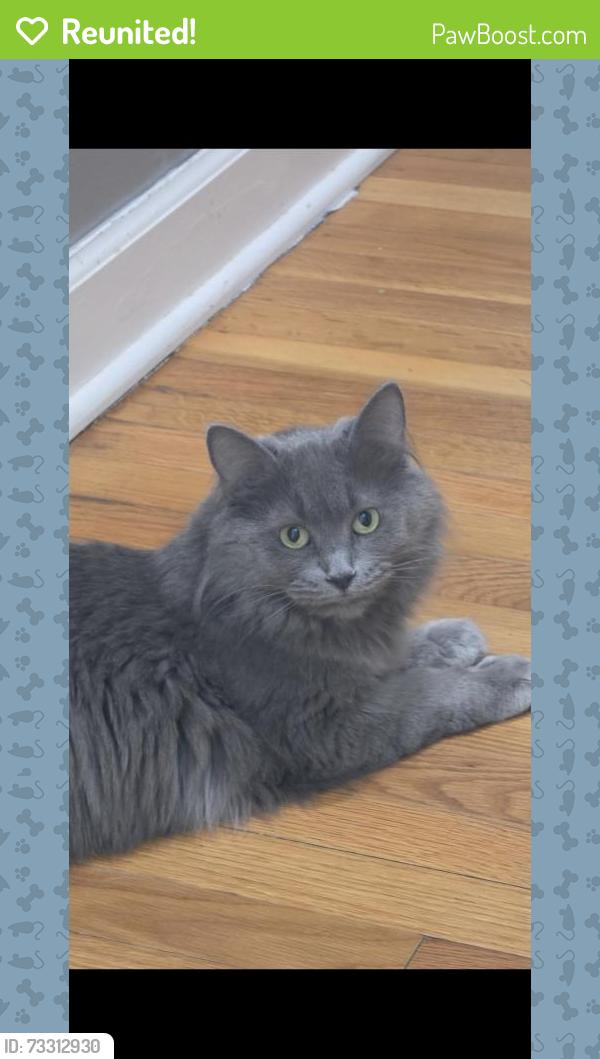 Reunited Female Cat last seen Stewart dr nw and parkwood dr nw, Warren, OH 44485