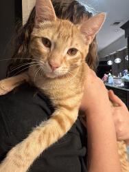 Lost Male Cat last seen Walzem, Midcrown, Mooreside, Fenwick, Windcrest, TX 78239