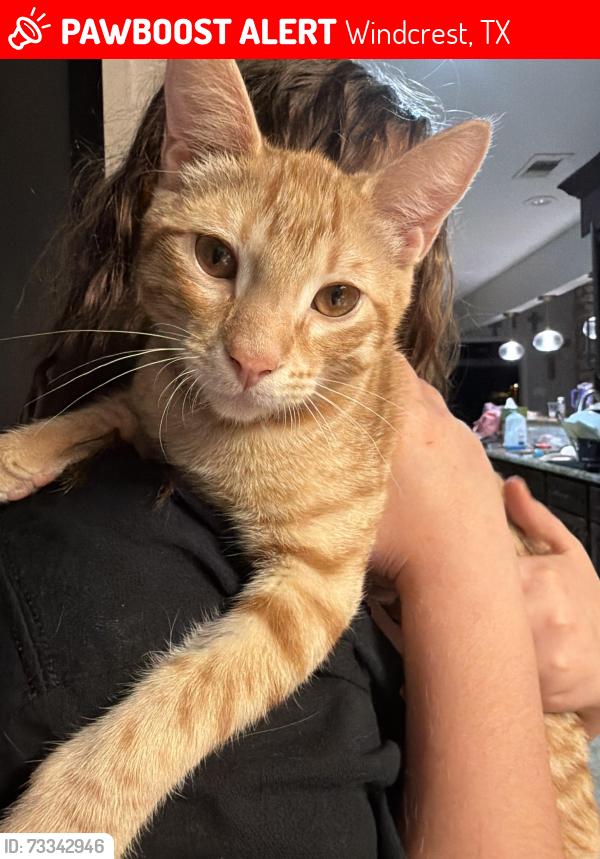 Lost Male Cat last seen Walzem, Midcrown, Mooreside, Fenwick, Windcrest, TX 78239