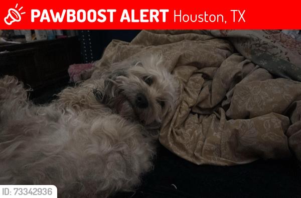 Lost Male Dog last seen Morocco rd Houston Texas 77041, Houston, TX 77041