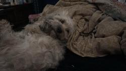Lost Male Dog last seen Morocco rd Houston Texas 77041, Houston, TX 77041
