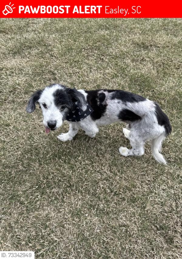 Lost Male Dog last seen Olive street, Easley, SC 29640