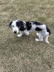 Lost Male Dog last seen Olive street, Easley, SC 29640