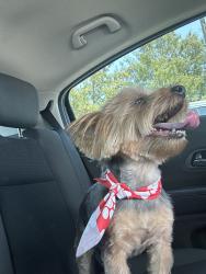 Lost Male Dog last seen Yote trail, McKinney, TX 75071
