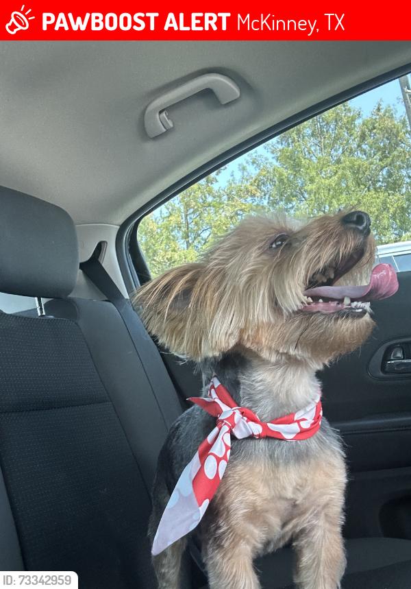 Lost Male Dog last seen Yote trail, McKinney, TX 75071