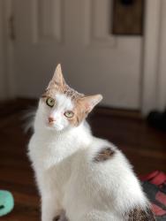 Reunited Female Cat last seen 161st St, 46th ave, Queens, NY 11358