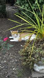 Found/Stray Male Cat last seen Chester Ave and Leland, Chicago, IL 60656