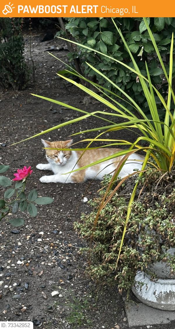 Found/Stray Male Cat last seen Chester Ave and Leland, Chicago, IL 60656
