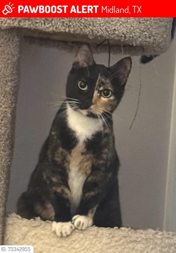 Lost Female Cat last seen Ranch Ave, Midland, TX 79705