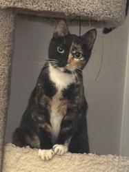Lost Female Cat last seen Ranch Ave, Midland, TX 79705