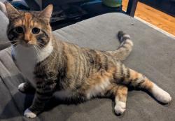 Lost Female Cat last seen Johnston Rd and Covington Pl, Slingerlands, NY 12159