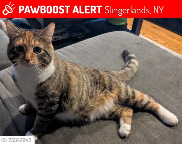 Lost Female Cat last seen Johnston Rd and Covington Pl, Slingerlands, NY 12159