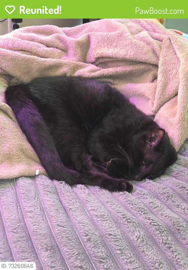 Reunited Male Cat last seen Wind indigo crossing, Oconee County, GA 30666