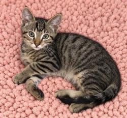 Shelter Stray Male Cat last seen Bloomfield Dr, Inverness,, 4030 S Airport Rd, Inverness, FL 34450, USA