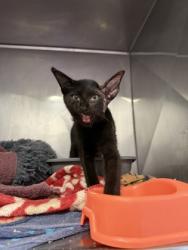 Shelter Stray Male Cat last seen Bighorn Pt, Hernando, FL, 4030 S Airport Rd, Inverness, FL 34450, USA