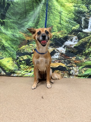 Shelter Stray Female Dog last seen Near Cannon Bottom Rd 29627, Anderson County, SC, 1320 US-29, Anderson, SC 29626, USA