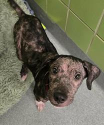 Shelter Stray Male Dog last seen Near Jordan Valley Road, Longview, City of, TX, 303 H G Mosley Pkwy, Longview, TX 75604, USA