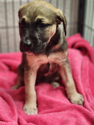 Shelter Stray Female Dog last seen Near SALUDA DAM RD EASLEY, SC 29640, PICKENS COUNTY, SC, 193 County Farm Rd, Pickens, SC 29671, USA