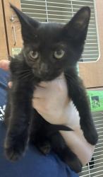 Shelter Stray Female Cat last seen Near Chamblee Tucker Rd #212Chamblee, GA 30341, 30341, GA, 3280 Chamblee Dunwoody Rd, Chamblee, GA 30341, USA
