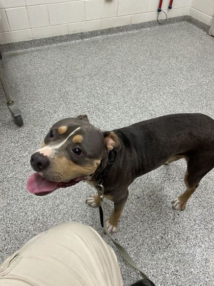 Shelter Stray Male Dog last seen Near Sassafras Way, City of Knoxville ASO, TN, 3201 Division St, Knoxville, TN 37919, USA