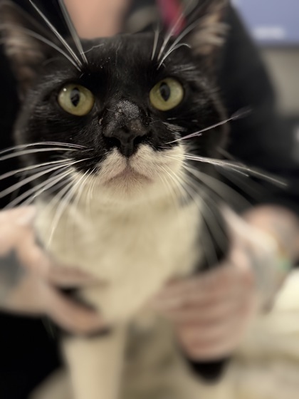 Shelter Stray Male Cat last seen Near Groveland, 21215, MD, 2490 Giles Rd, Baltimore, MD 21225, USA