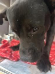 Shelter Stray Male Dog last seen Near Windy Rush Dr, Atlanta, GA, 1251 Fulton Industrial Blvd NW, Atlanta, GA 30336, USA