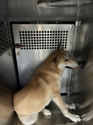 Shelter Stray Male Dog last seen Near Felix st, South District, TX, 355 Hillshire Dr, Haslet, TX 76052, USA